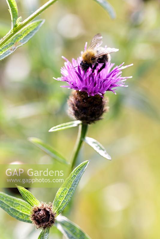 Common Carder Bumble Bee - Bombus pascuorum on Common Knapweed - Centaurea nigra