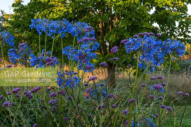 Agapanthus in flower  