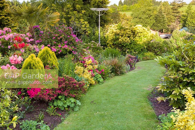 Rhododendrons and azaleas brighten a gently sloping hillside mixed border featuring a range of  plants, including Alchemilla mollis, Euonymus fortunei, Sedums and Fatsia japonica, at Mount Pleasant Gardens, Kelsall, Cheshire in June.