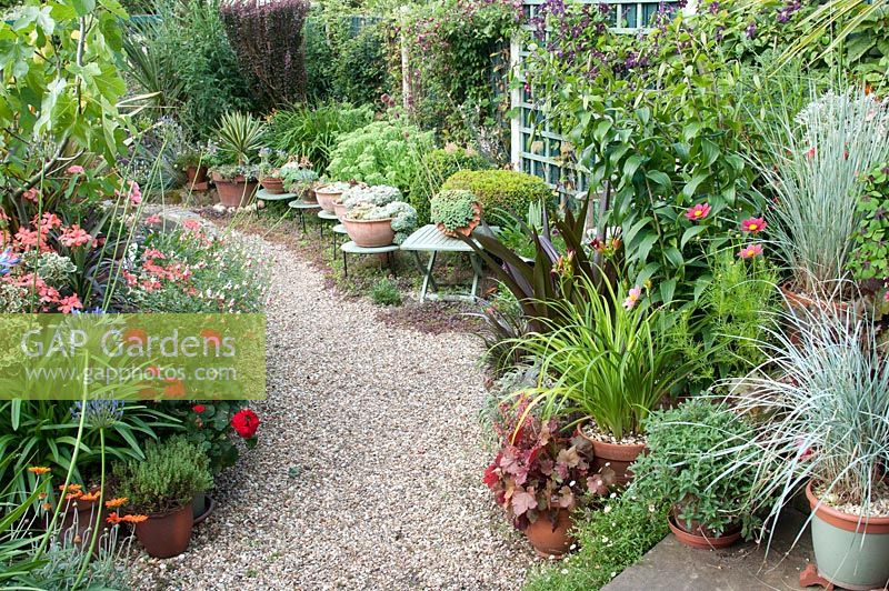 Pots on patio and gravel path with Eucomis 'Sparkling Burgundy' Cosmos 'Antiquity', Oxalis deppei, Southlands, July