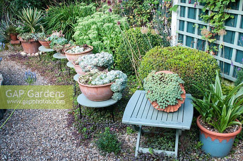 Gravel path and assorted terracotta pots and bowls raised on painted tables. Planting of clipped Buxus balls, Sedum telephium 'Brilliant', Hemerocallis, Allium, Yucca gloriosa, Acaena purpurea, in gravel and assorted Sedums and Echeverias in pots, Southlands, July 