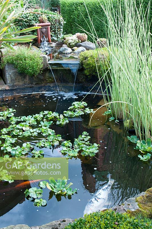 Circular brick edged pond with fountain, fish and floating Eichhornia crassipes - water hyacinth. Southlands, July 