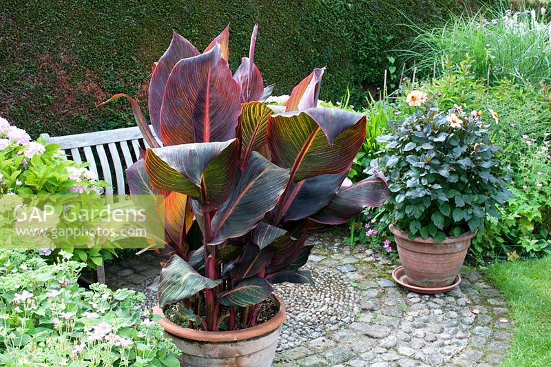 Canna 'Tropicana' and Dahlia 'Moonshine' growing in terracotta pots on cobbled patio with wooden bench and backed by clipped conifer hedge. Southlands, July