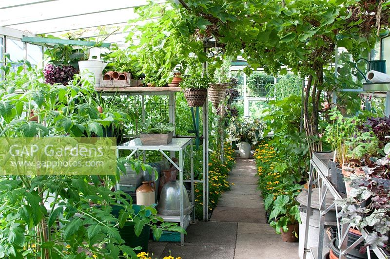 Greenhouse interior with Grape 'Black Hamburg', Tomato plants, Tagetes companion plants, staging, young plants in pots, potting bench and greenhouse equipment  Southlands, NGS garden Lancashire. 
