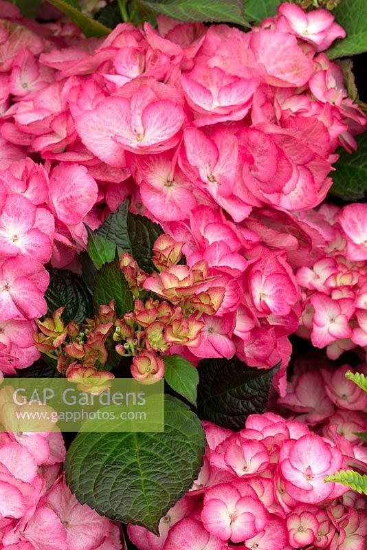 Hydrangea 'Tiffany Pink'