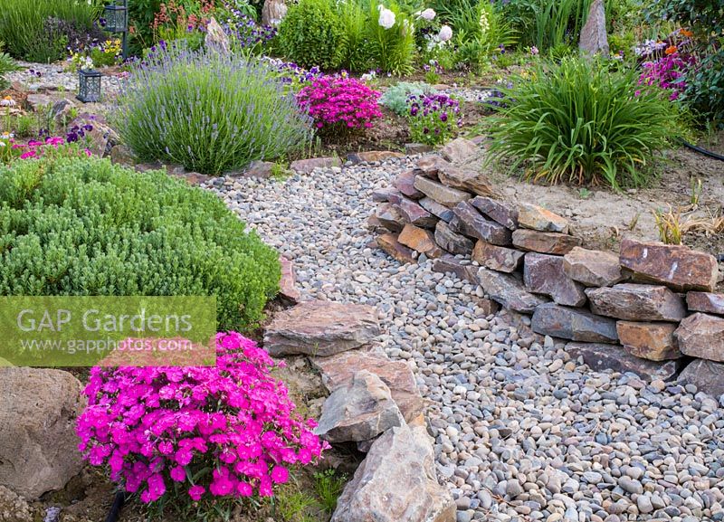 Summer borders with Dianthus and Lavandula 