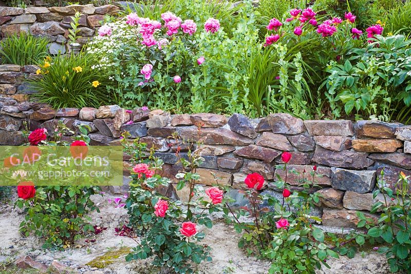Paeonia and Rosa with retaining wall. 