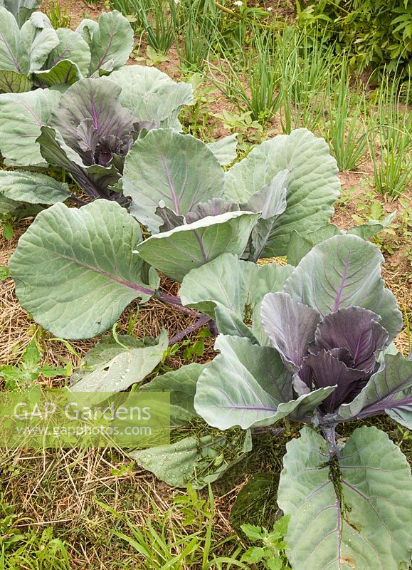 Cabbage 'Red Drumhead' 