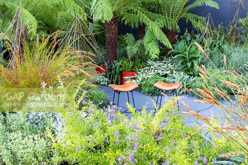 The Bowel Disease UK Garden for Crohn's Disease, view of two padded seats on grey curved paving. Plants in the foreground: Duranta 'Geisha Girl', Artemisia ludoviciana 'Silver Queen', Halimocistus wintonensis and Baloskion tetraphyllum. Pseudopanax crassifolium and tree ferns - Dicksonia antarctica and D. squarrosa behind, with Hosta 'Patriot', Canna indica, Pinus strobus nana radiata and Westringia fruticosa. RHS Hampton Court Flower Show in 2016