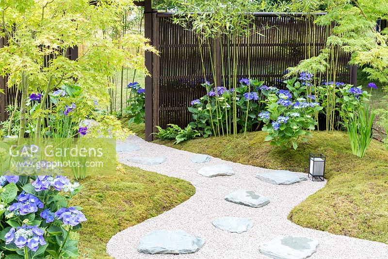Japanese Summer Garden, View of gravel and rock pathway curving between moss borders with simple planting of Iris ensata and Hydrangea macrophylla 'Blaumeise'. Two Japanese maples - Acer palmatum give height and bamboo Phyllostachys bissetii is at the back next to an artificial bamboo screen. RHS Hampton Court Flower Show in 2016