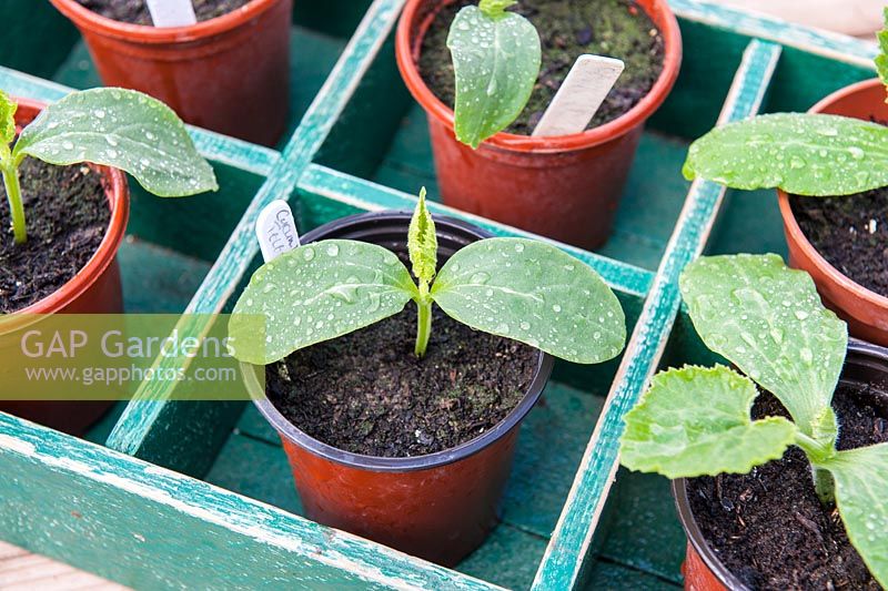 Young Cucumber and Courgettes plants.