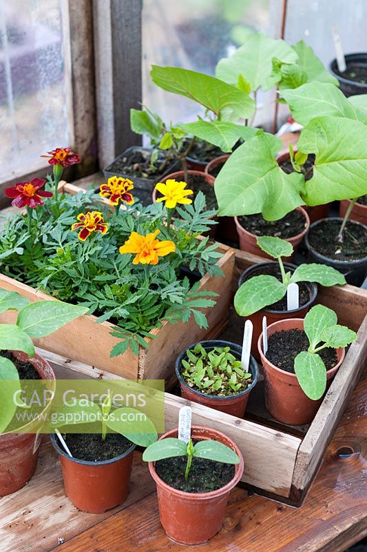 View of potting bench with french marigolds and assorted vegetable plants