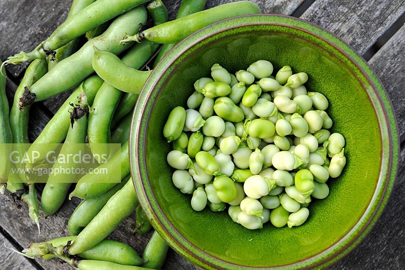 Freshly shelled broad beans in small bowl ready for the kitchen, UK, August 