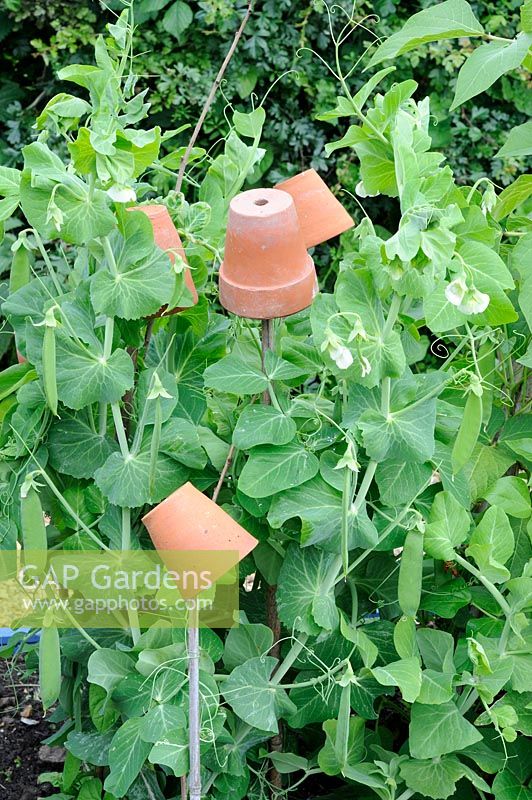 Pisum sativum 'Kelvedon Wonder', using terracotta pots as earwig traps.