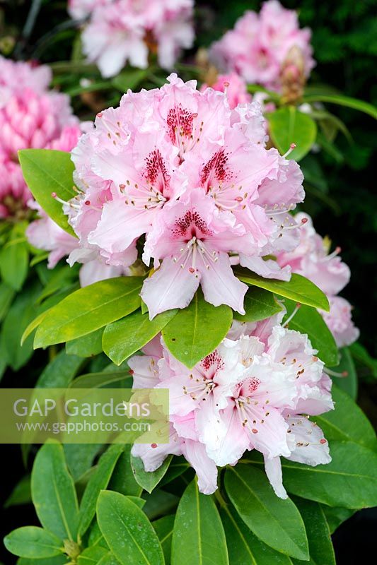 Rhododendron x 'Albert Schweitzer'