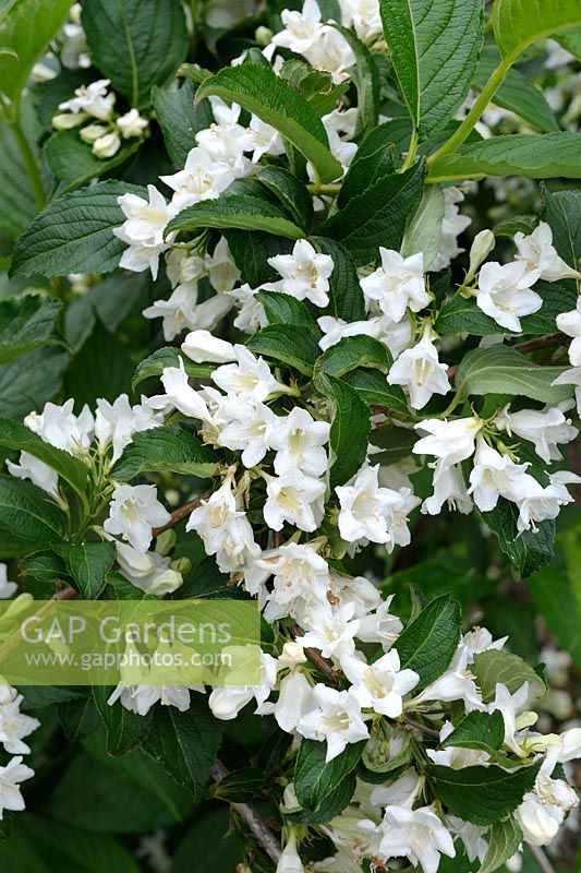 Weigela 'Snowflake'