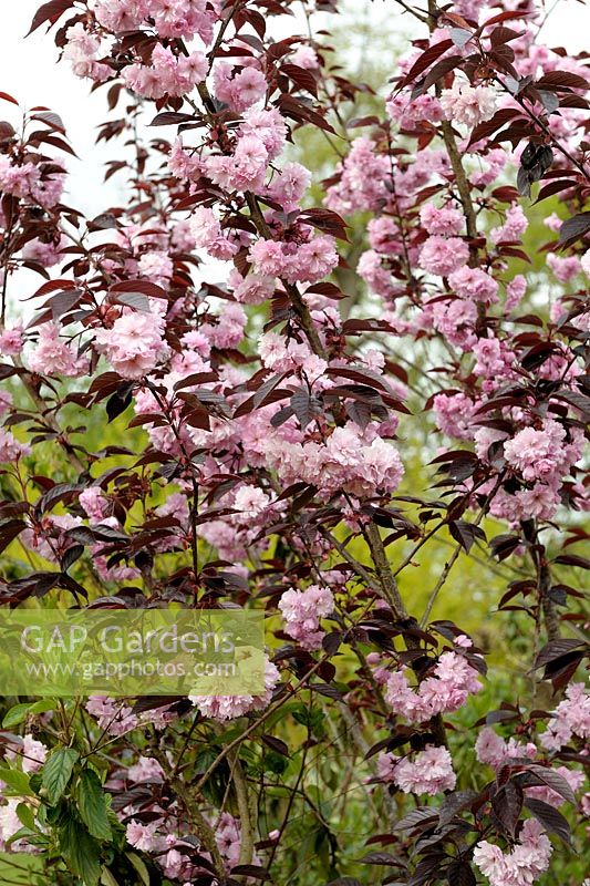 Prunus serrulata 'Royal Burgundy' - Japanese Cherry in spring
