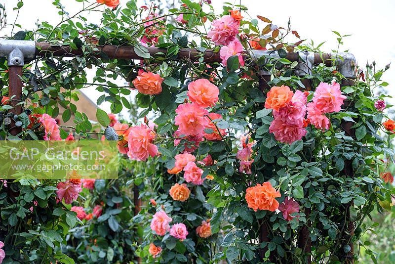 RHS Greening Grey Britain Garden. Rosa 'Westerland'. RHS Chelsea Flower Show 2016, Design: Ann-Marie Powell, Sponsors: RHS