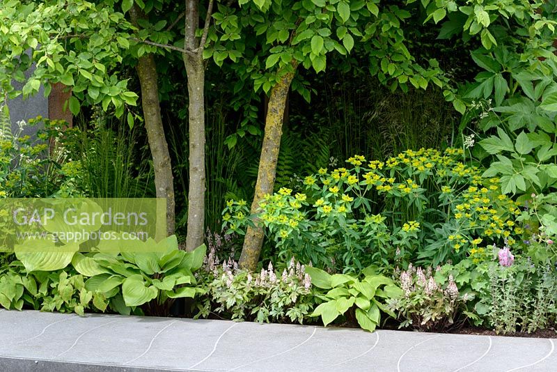 Perennial planting with Alchemilla mollis, Euphorbia, Hostas, Ferns and Tiarella cordifolia under multistem Carpinus betulus tree. The Chelsea Barracks Garden. The RHS Chelsea Flower Show 2016 - Designer: Jo Thompson MSGD - Sponsor: Qatari Diar - GOLD