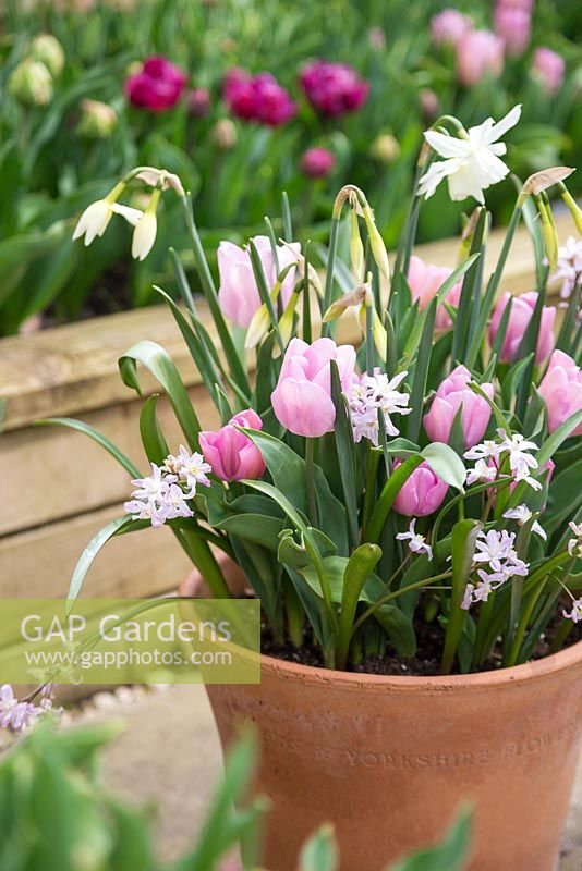 Narcissus 'Thalia', Tulipa 'Synaeda Amor' and Chionodoxa forbesii 'Pink Giant'