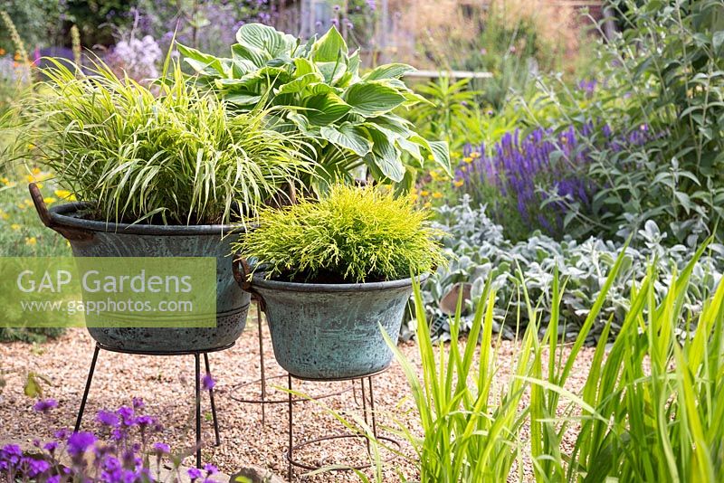 A trio of vintage copper planters featuring Chamaecyparis pisifera 'Filifera Aurea', Hosta and Hakonechloa macra 'Alboaurea'