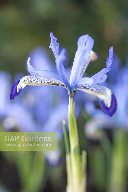 Iris reticulata 'Clairette'