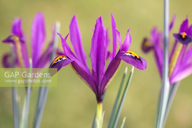 Iris reticulata 'J.S. Dijt'