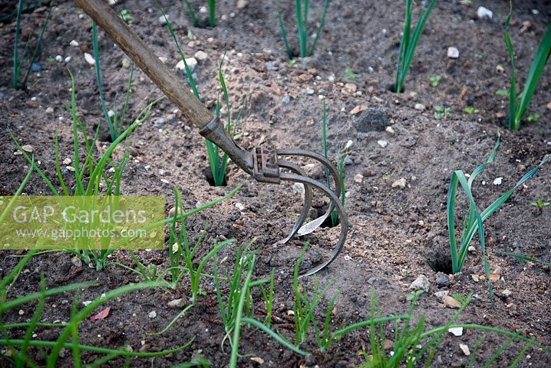 Using a traditional three-pronged garden cultivator to hoe between rows of onions and leeks - Leek 'Armour'