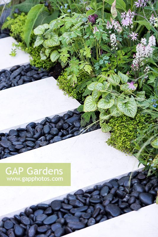 The LG Smart Garden, view of a path made from limestone paving slabs and separated with black oval stones surrounded by Tiarella 'Spring symphony'. RHS Chelsea Flower Show 2016. Designer: Hay Young Hwang, Sponsors: LG Electronics

