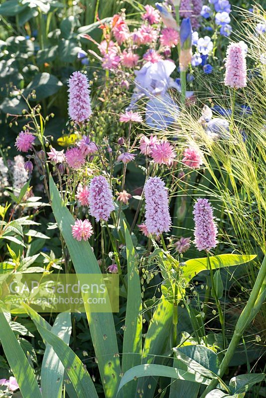 Persicaria bistorta 'Superba' with Stipa tenuissima and Iris 'Jane Phillips' - The LG Smart Garden, RHS Chelsea Flower Show 2016. Designer: Hay Young Hwang, Sponsors: LG Electronics

