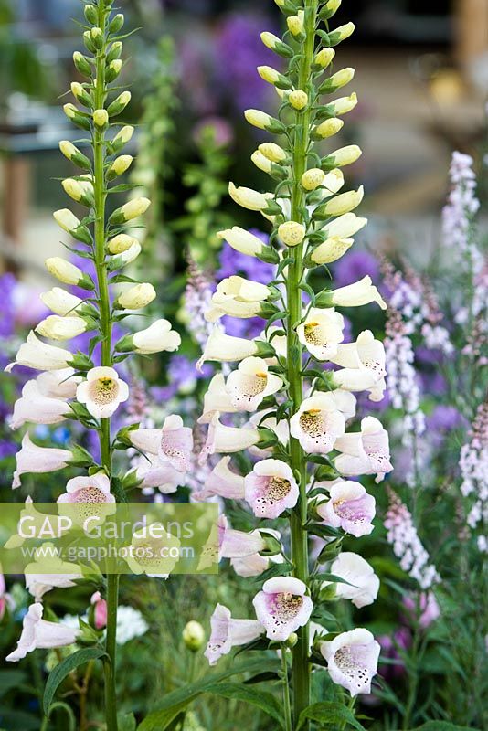 The LG Smart Garden, Digitalis 'Glory of Roundway'. RHS Chelsea Flower Show 2016. Designer: Hay Young Hwang, Sponsors: LG Electronics

