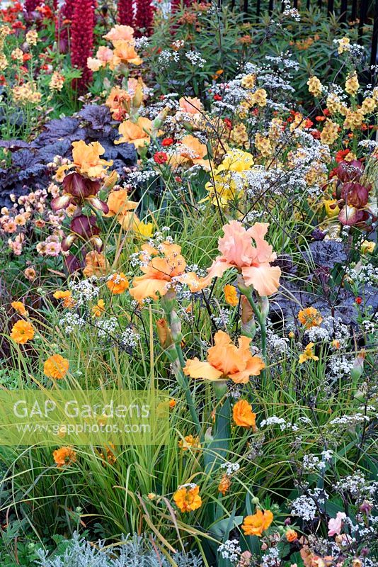 The Modern Slavery garden. Hot colour border planting with Verbascum, Iris 'Island Sunset', Geum 'Fireball', Anthriscus 'Ravens Wing', Iris 'Tabac Blonde', Iris 'Big Squeeze', Geum 'Mrs Bradshaw'. RHS Chelsea Flower Show 2016, Design: Juliet Sargeant, Sponsor: The Modern Slavery Garden Campaign

