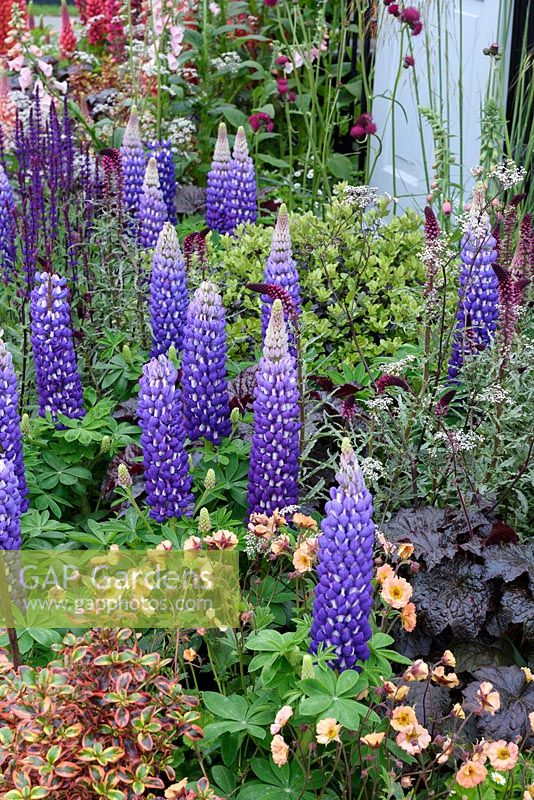 The Modern Slavery garden. Lupinus 'Persian Slipper' in border. RHS Chelsea Flower Show 2016, Design: Juliet Sargeant, Sponsor: The Modern Slavery Garden Campaign

