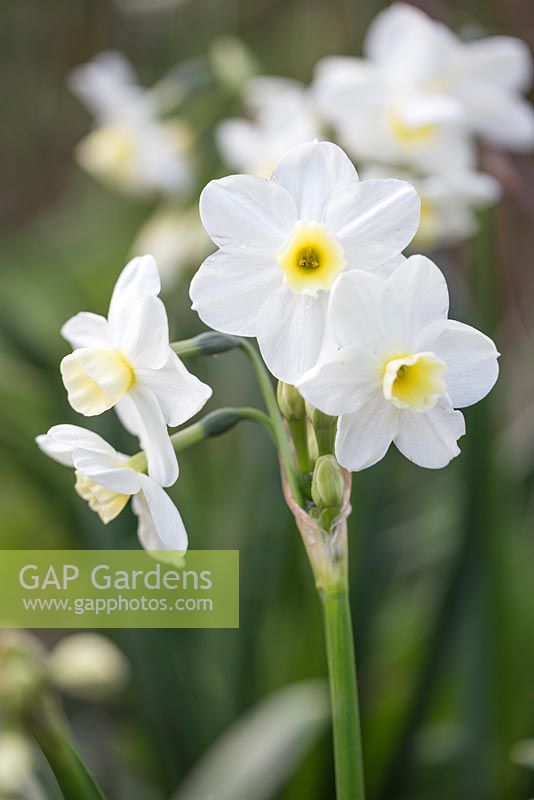 Narcissus 'Silver Chimes'