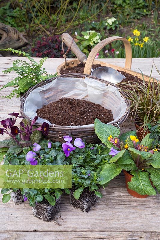 Ingredients required are compost, scoop, wicker hanging basket, Bird's Foot Ivy, Polystichum setiferum, Primula and Viola 'Orchid Rose Beacon' Sorbet series