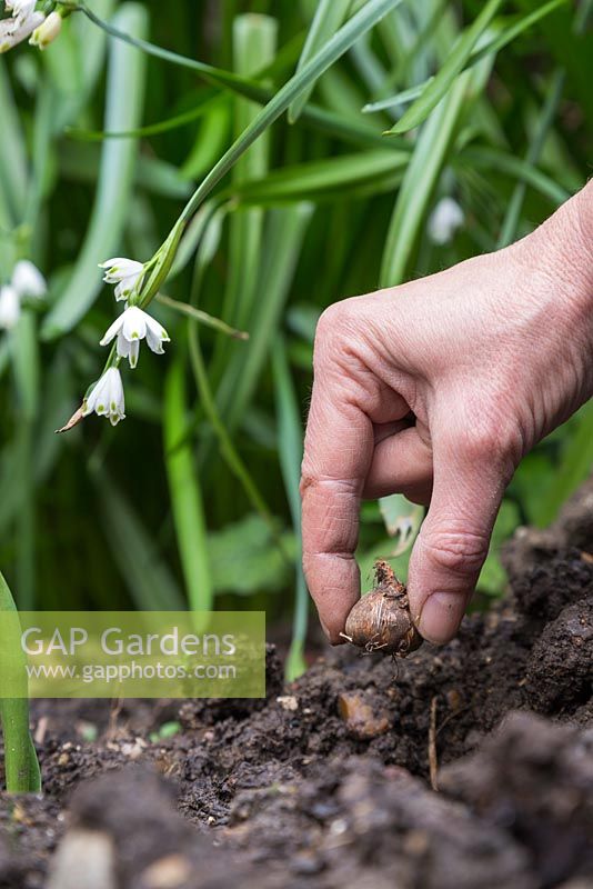 Planting Crocosmia x crocosmiiflora 'George Davison' bulbs in a border
