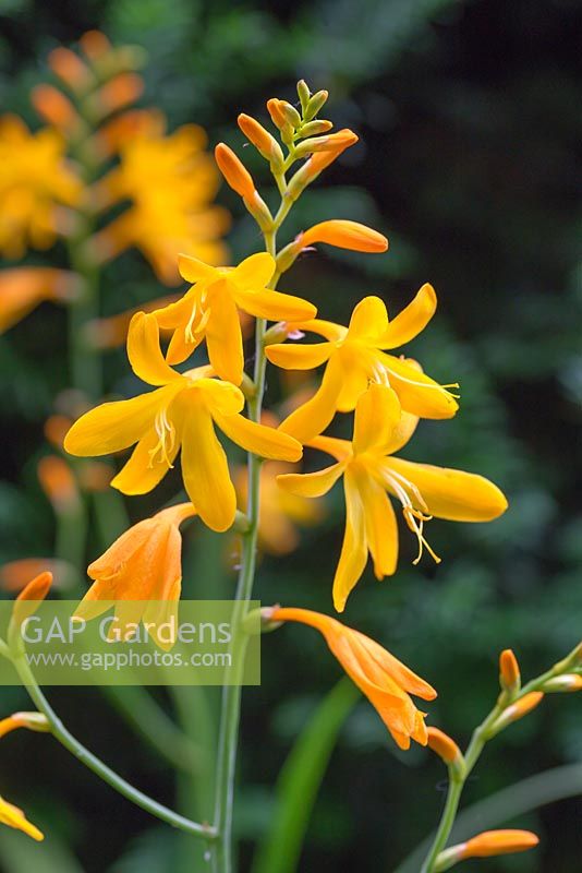 Crocosmia x crocosmiiflora 'George Davison' in bloom