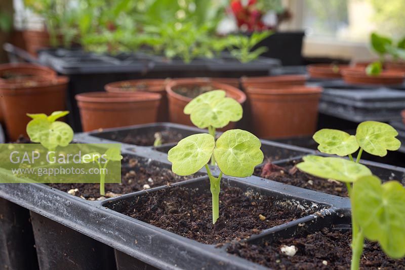 Nasturtium 'Mahogany' seedlings growing inside a greenhouse