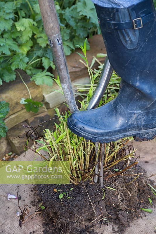 Insert two garden forks back to back into the Penstemon clump