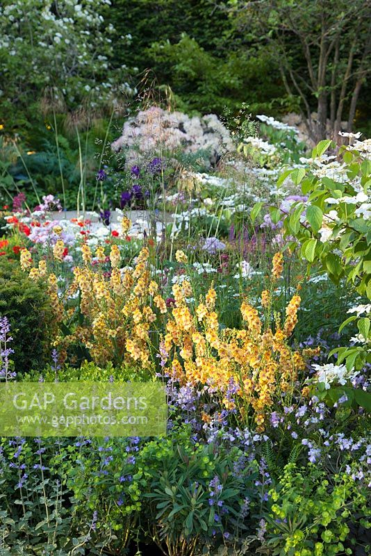 God's Own County - A Garden for Yorkshire - The planting in the bed includes orange Verbascum , Nepeta racemosa 'Walker's Low' and Euphorbia  'Redwing'. The RHS Chelsea Flower Show 2016, Designer: Matthew Wilson, Sponsor: Welcome to Yorkshire