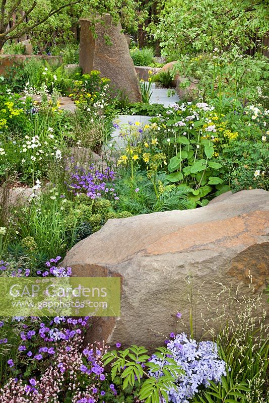 The M and G garden. Design Cleve West. Angelica dahurica, Melica altissima 'Alba', Valeriana pyrenaica, Phlox divaricata 'Clouds of Perfume', Aquilegia alpina, Zizia aurea, Euphorbia Whistleberry Garnet, Quercus pubescens. RHS Chelsea Flower Show 2016, Designer: Cleve West MSGD, Sponsor: M and G