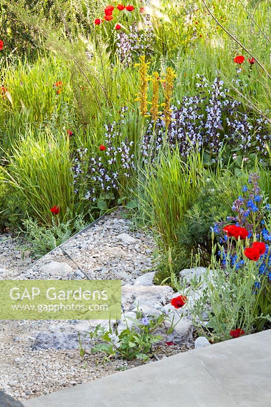 Hordeum vulgare, Asphodeline lutea, Salvia 'Madeline', Anchusa azurea dropmore, Adonis annua 'Scarlet Chalice', Papaver rhoeas. The RHS Chelsea Flower Show 2016. Designer: Hugo Bugg - Sponsor: The Royal Bank of Canada