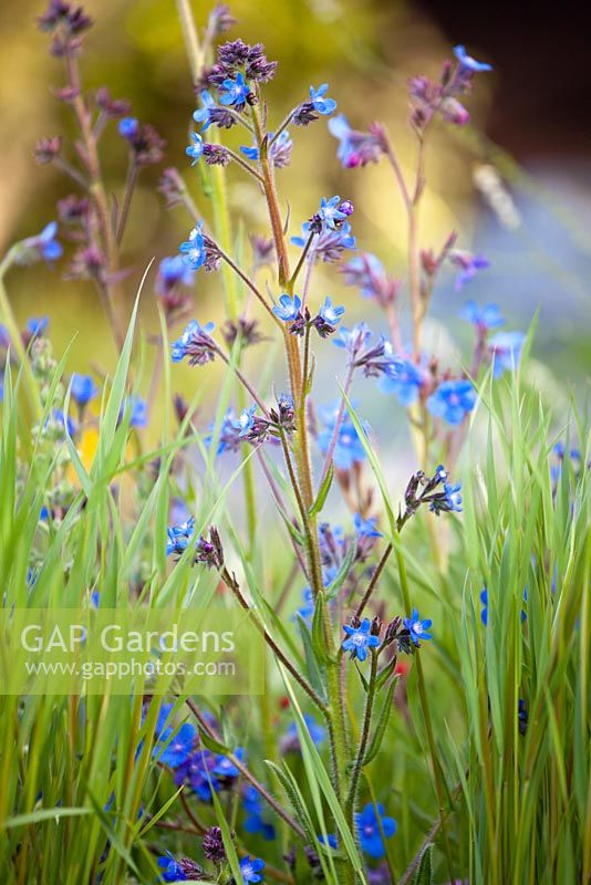 Anchusa azurea dropmore. Royal Bank of Canada. The RHS Chelsea Flower Show 2016. Designer: Hugo Bugg, Sponsor: The Royal Bank of Canada