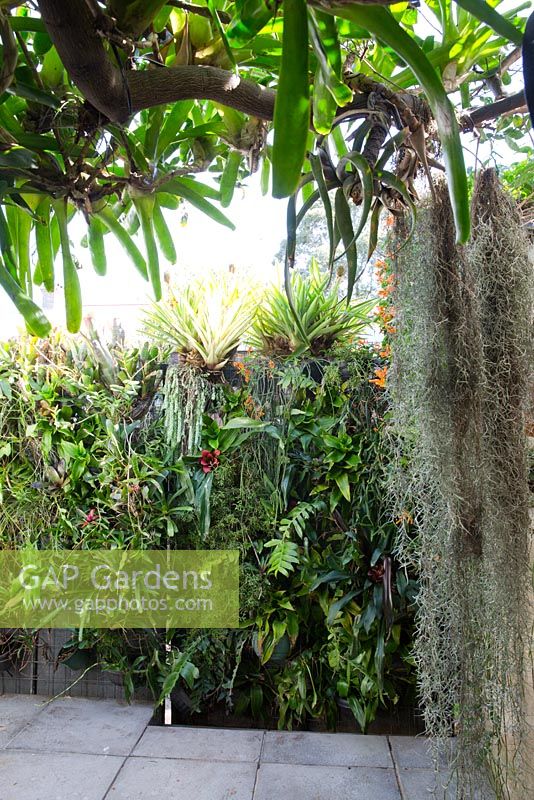 View of greenwall in Sydney inner city courtyard garden. Plants include assorted bromeliads, succulents and ferns. Flame vine and Spanish moss in the foreground.