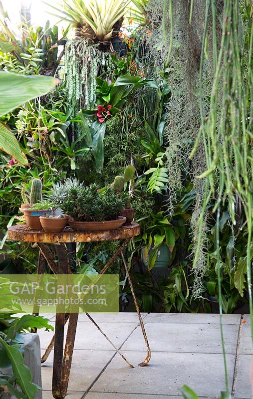 View looking to greenwall of various bromeliads, succulents and ferns in inner city courtyard garden. Shows rusted table with a collection of terracotta pots with cactii and succulents. Rhipsalis and Spanish moss seen in foreground