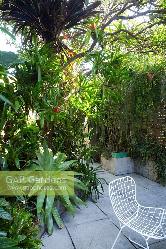 Inner city Sydney courtyard shows chair set amongst a garden featuring a large Alcantarea, assorted bromeliads, rhipsalis and various sub-tropical plants