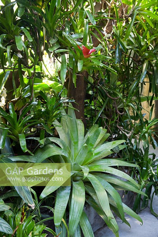 Alcantarea with strappy grey, green foliage surrounded by assorted bromeliads suspended in the branches of an orange tree. In an inner city Sydney courtyard.