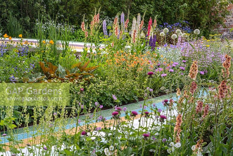 Herbaceous perennials including Allium 'Mount Everest', Cirsium rivulare 'Atropurpureum', Digitalis 'Alba', Geum rivale 'Totally Tangerine', Lupins, Nepeta x faasseri 'Crystal Cloud' and Verbascum ' 'Cotswold Beauty' in The Brewin Dolphin Garden, Forever Freefolk. The RHS Chelsea Flower Show 2016 - Designer: Rosy Hardy - Sponsor: Brewin Dolphin - SILVER GILT