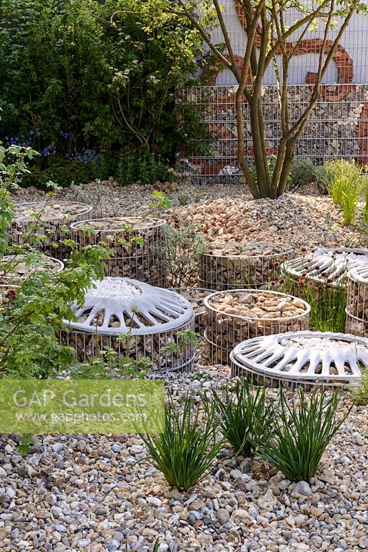 Gravel planting with Centaurea montana 'Crystal Cloud' and flint-filled Coccolith gabions in 'The Brewin Dolphin Garden - Forever Freefolk . The RHS Chelsea Fower Show 2016 - Designer: Rosy Hardy - Sponsor: Brewin Dolphin - SILVER GILT