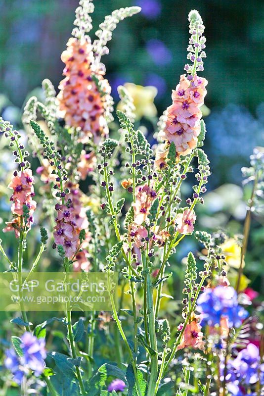 Verbascum Cotswold Group 'Cotswold Beauty'. The Brewin Dolphin Garden - Forever Freefolk. RHS Chelsea Flower Show 2016. Designer: Rosy Hardy, Sponsors: Brewin Dolphin